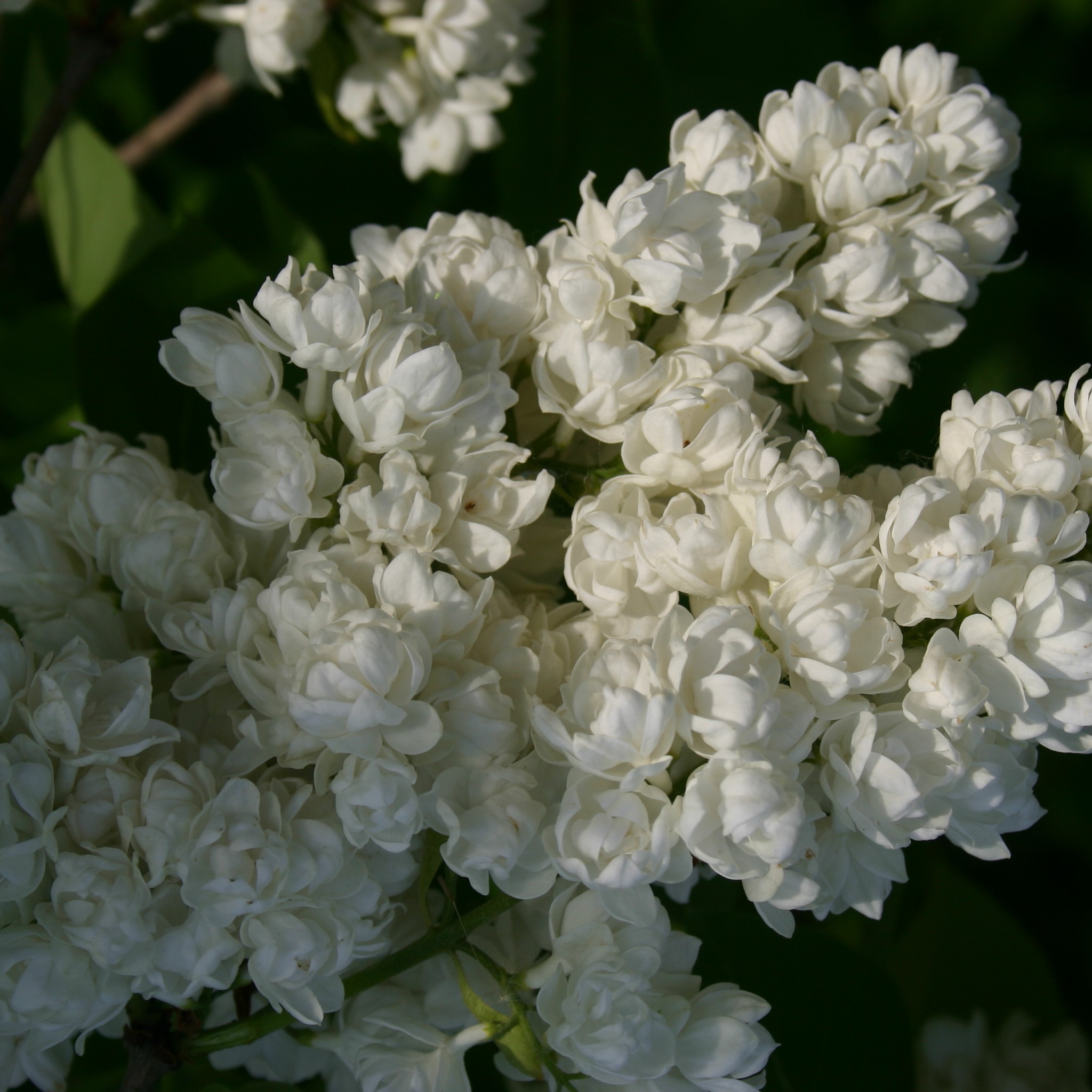 Сирень обыкновенная Память О Колесникове в тубе